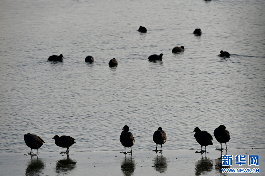 12月19日，野鸭在河南省开封市包公湖里戏水、觅食。