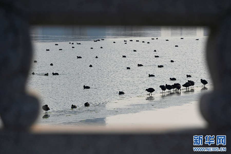 12月19日，野鸭在河南省开封市包公湖里戏水、觅食。
