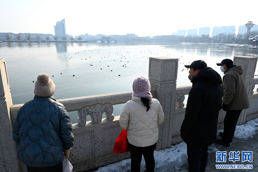 12月19日，市民在河南省开封市包公湖畔观赏野鸭。