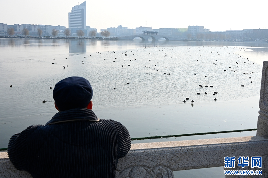 12月19日，市民在河南省开封市包公湖畔观赏野鸭。