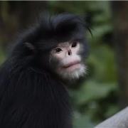 缅甸（怒江）金丝猴被列入IUCN2025-2026全世界最濒危的25种灵长类名录
