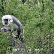 珠峰两种珍稀动物——塔尔羊和喜山长尾叶猴同框觅食