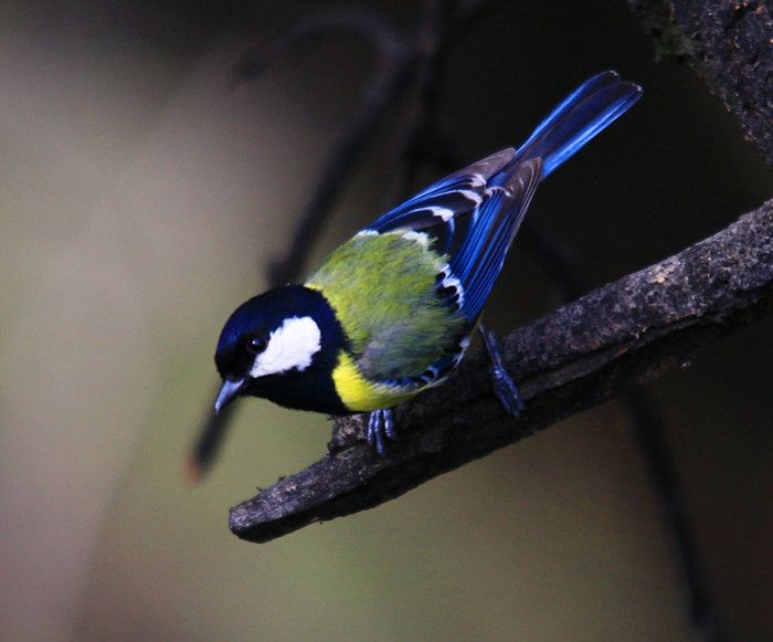 绿背山雀（周璐 摄）