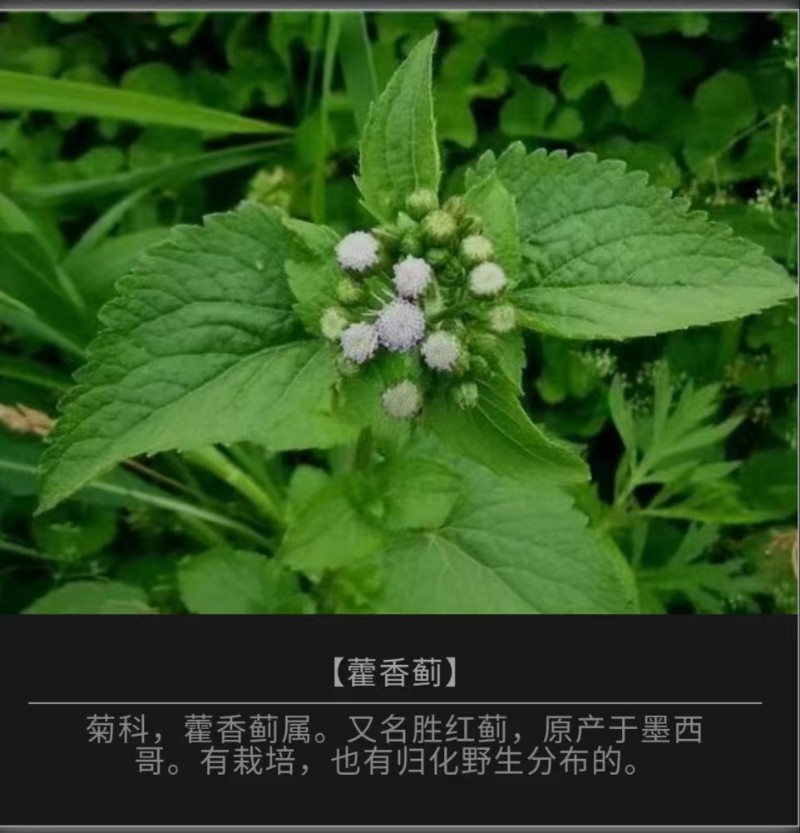 常见野花野草-藿香蓟 _www.isenlin.cn