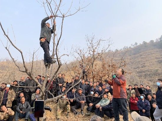 河北省農(nóng)林科學院昌黎果樹研究所板栗研究室主任張樹航和國家林草鄉(xiāng)土專家郭猛講解板栗輪替更新修剪技術(shù)_副本.jpg