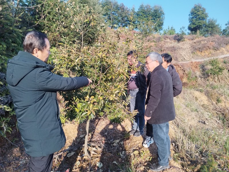 周志春研究员到抚州市生态实验林场指导良种基地建设和良种良法项目实施