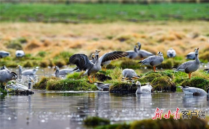 2023年5月下旬，在酒泉市肃北县成群结队的斑头雁在盐池湾湿地栖息。新甘肃·甘肃日报通讯员侯崇慧