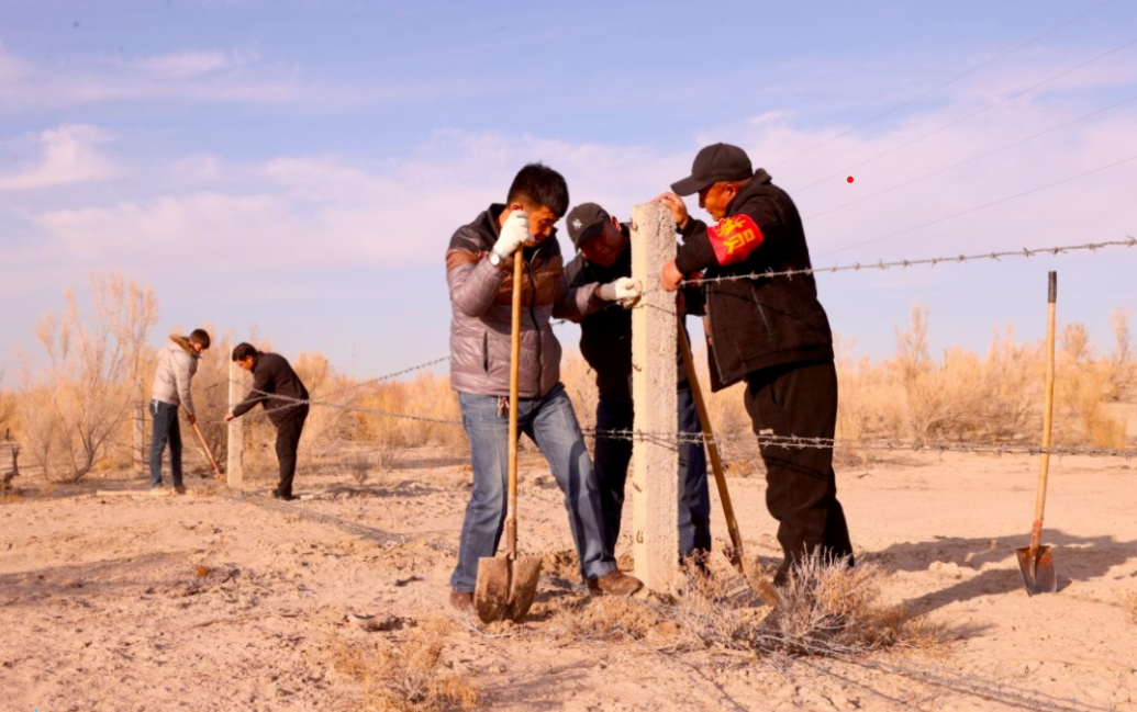 11月9日，在一〇三团蔡家湖镇十四连的沙漠生态治理区，护林员正在对损坏的围栏进行修护。