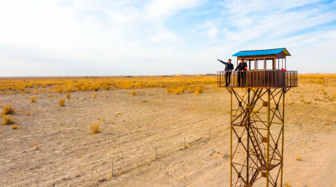 11月9日，在一〇三团蔡家湖镇十四连的沙漠生态治理区，护林员正在林区瞭望塔观测。