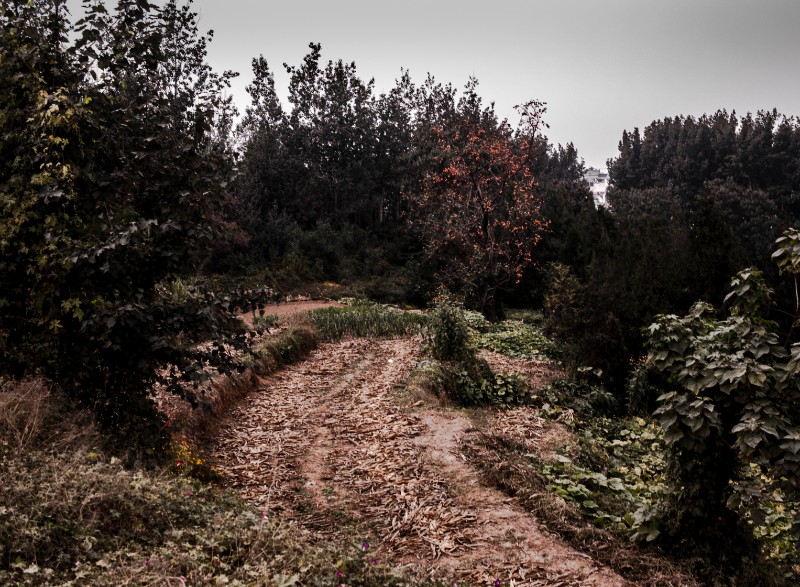 6D9A5378被红柿子点缀的翟家庄村山沟2023年河北井陉