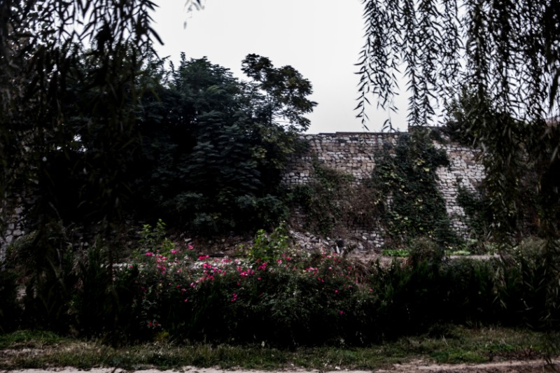 6D9A5426 植物掩盖的古城墙 2023年河北井陉天长古镇