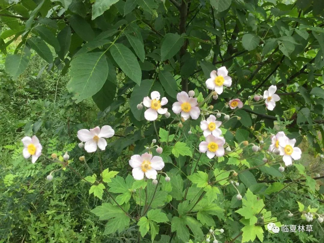 臨夏林草文化科普篇山居寂寞話桑麻風霜難縛野棉花