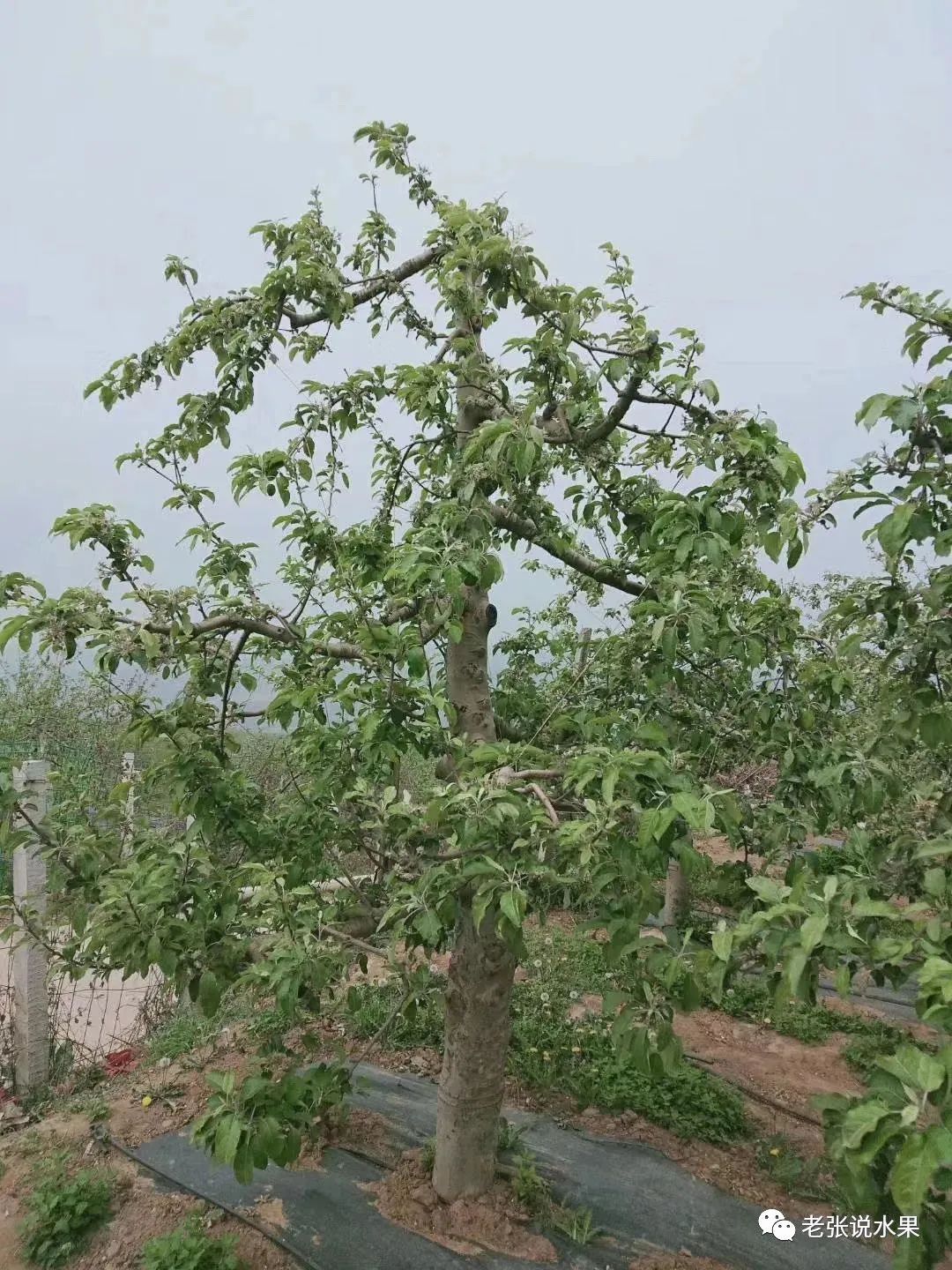 柱状苹果树的修剪图片