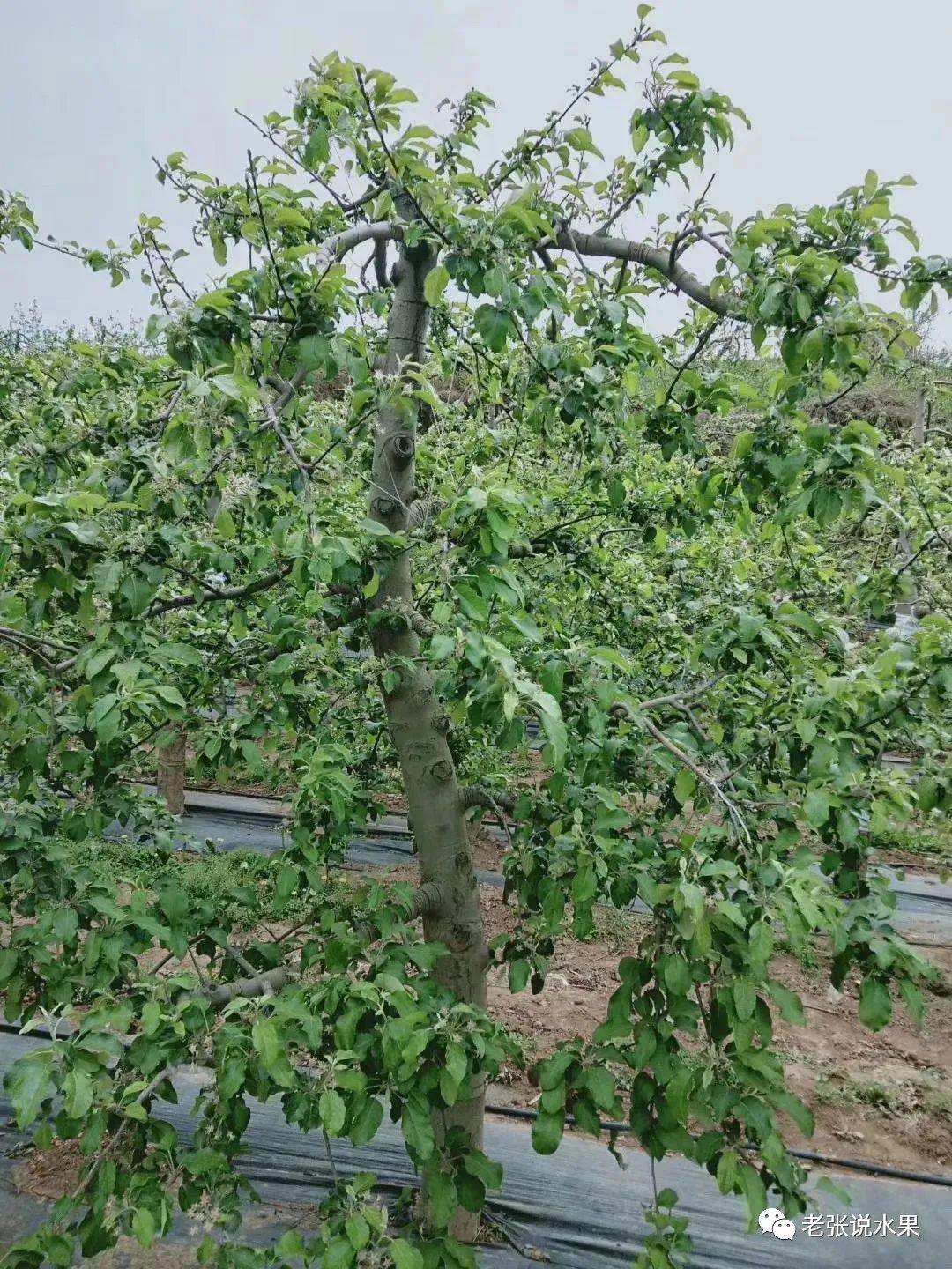 三年苹果树修剪后图片图片