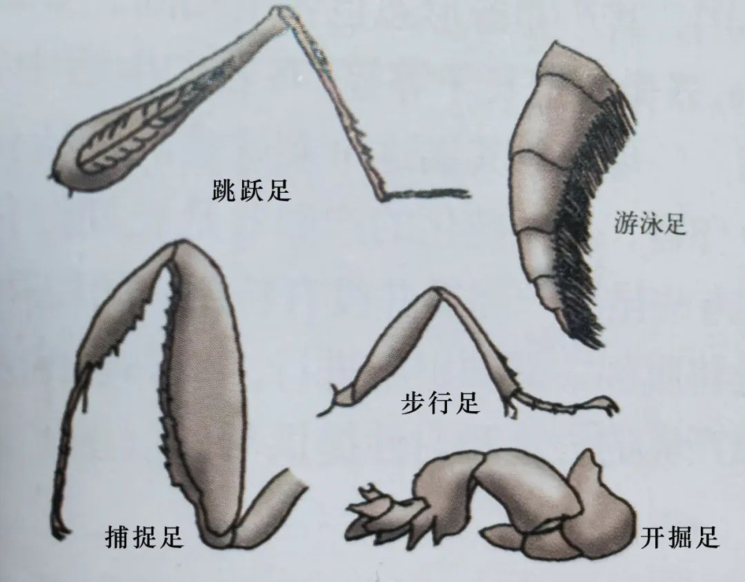 昆虫足的结构图片