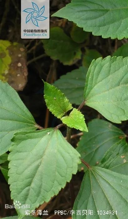 例如紫莖澤蘭原產於墨西哥,19世紀作為一種觀賞植物在世界各地引種,因