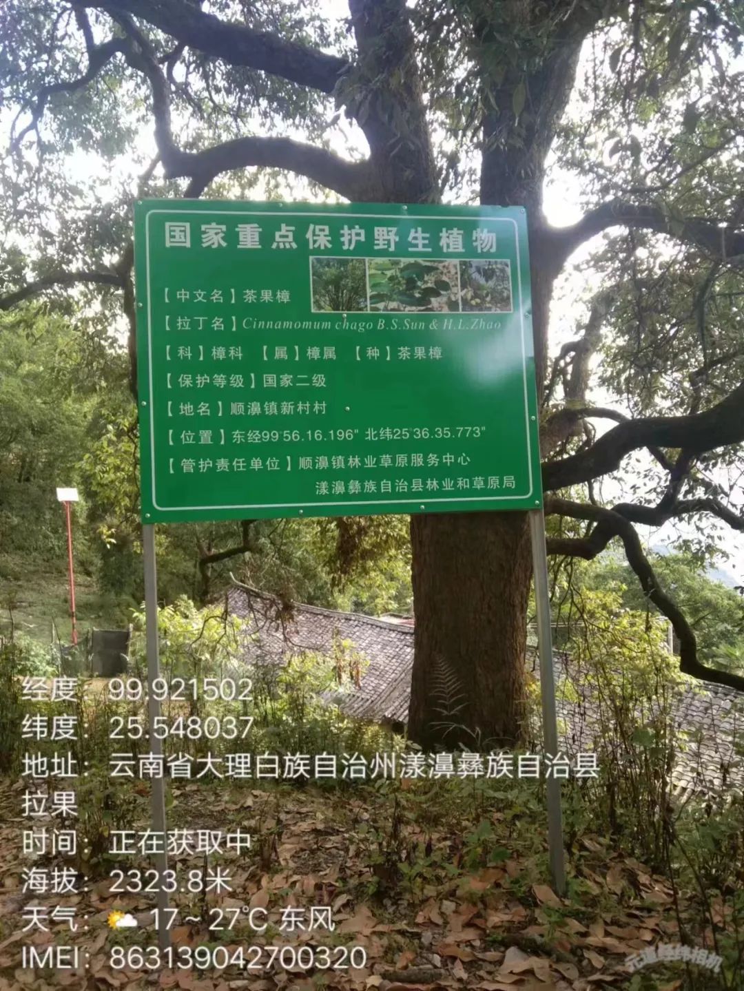 三年一小结六年一大结顺濞镇多举措保护茶果樟