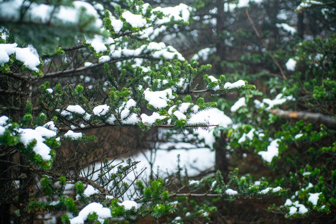 今日雪景图片图片