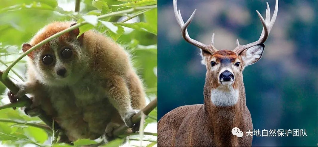 兩高法釋2022野生動物保護法制倒退30年