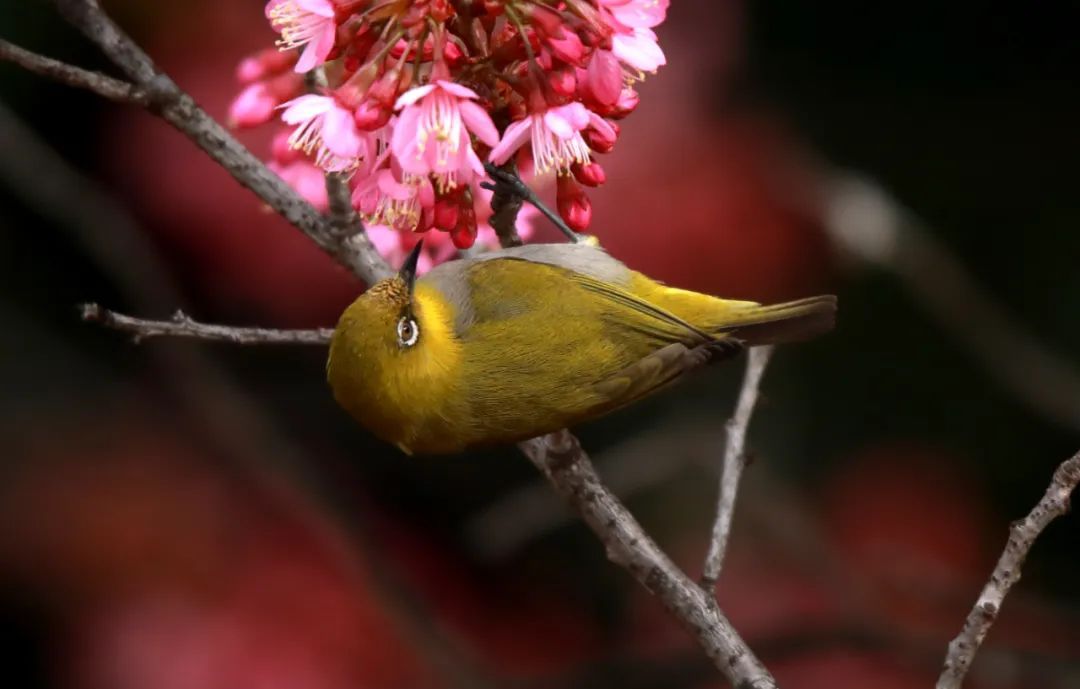 冬櫻花已悄悄綻放保山市昌寧縣等地在文山壯族苗族自治州丘北縣近日