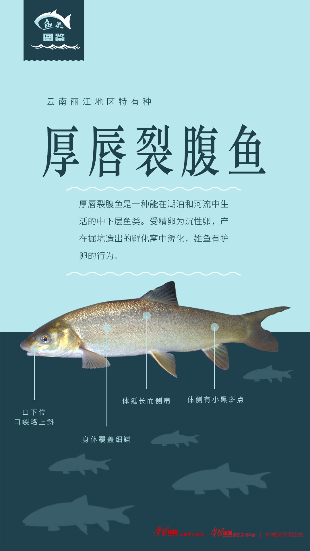 魚類圖鑑厚唇裂腹魚護崽心切的超級奶爸