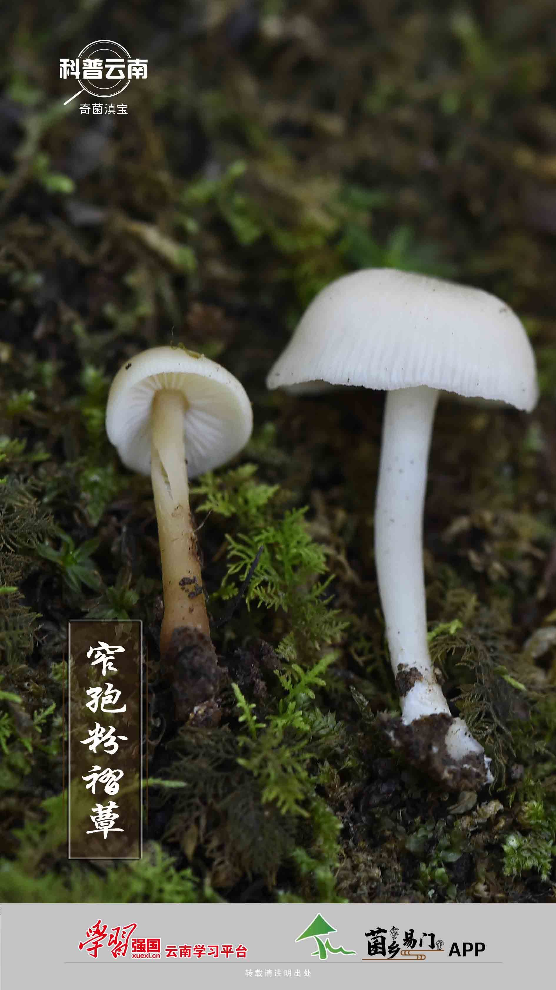 勐宋粉褶菌图片