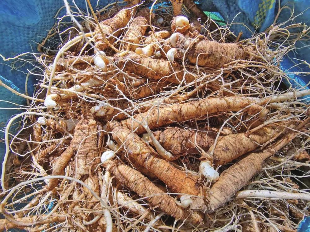 禄劝林下有机西洋参种植基地喜获丰收