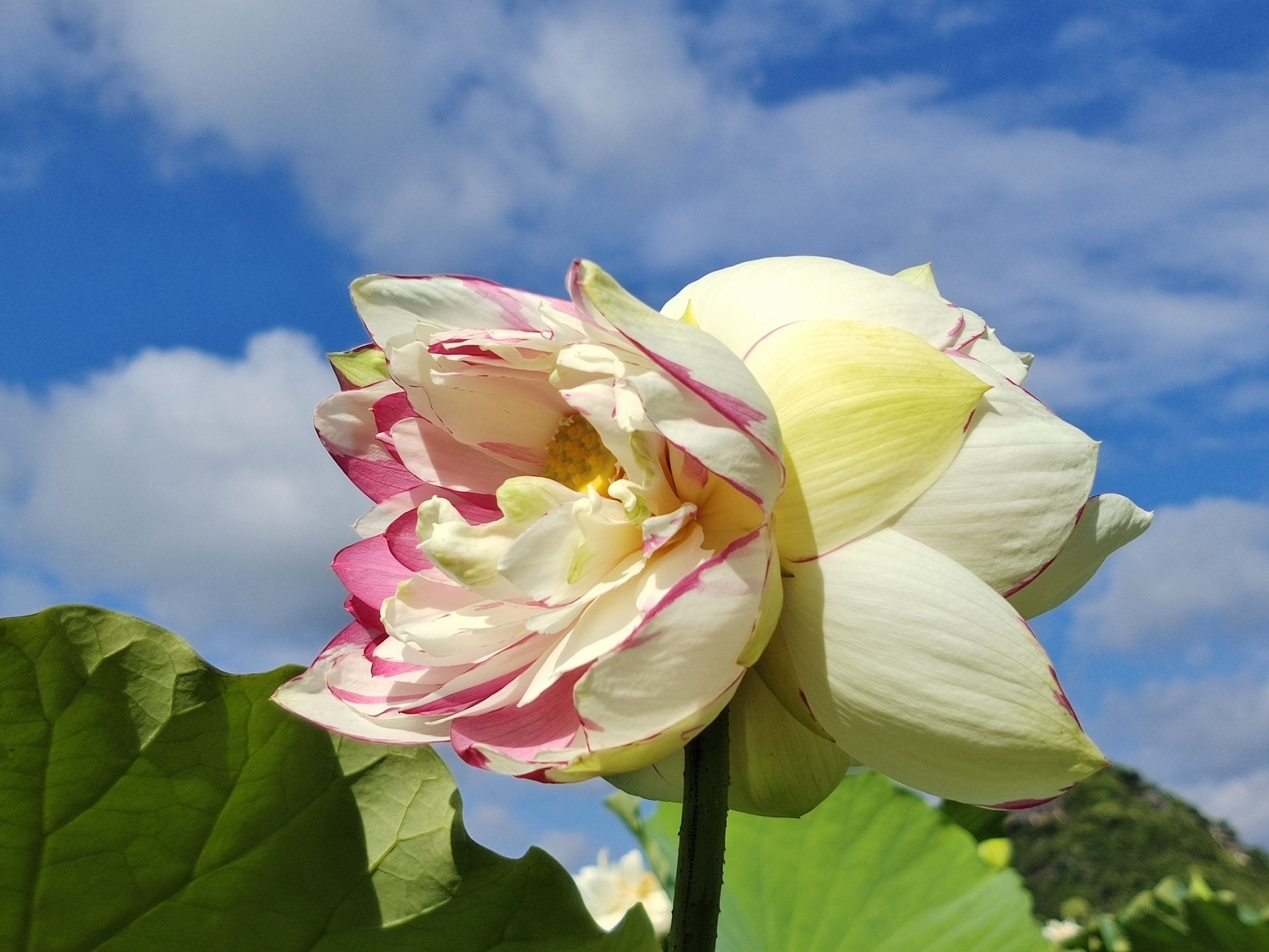 生态云南同柄异花洒锦双色并蒂莲令人惊叹