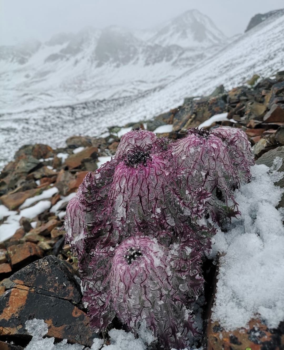 水母雪兔子花图片