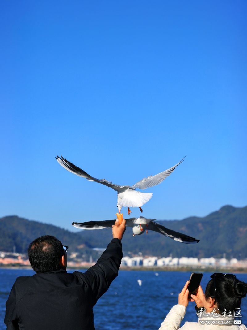 滇池海鸥照片图片