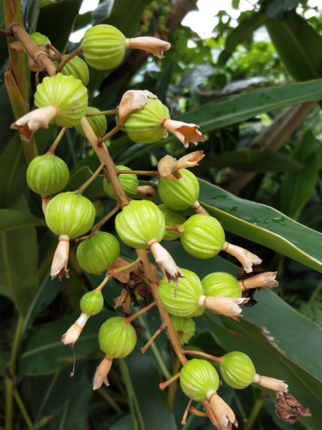 艳山姜根茎图片