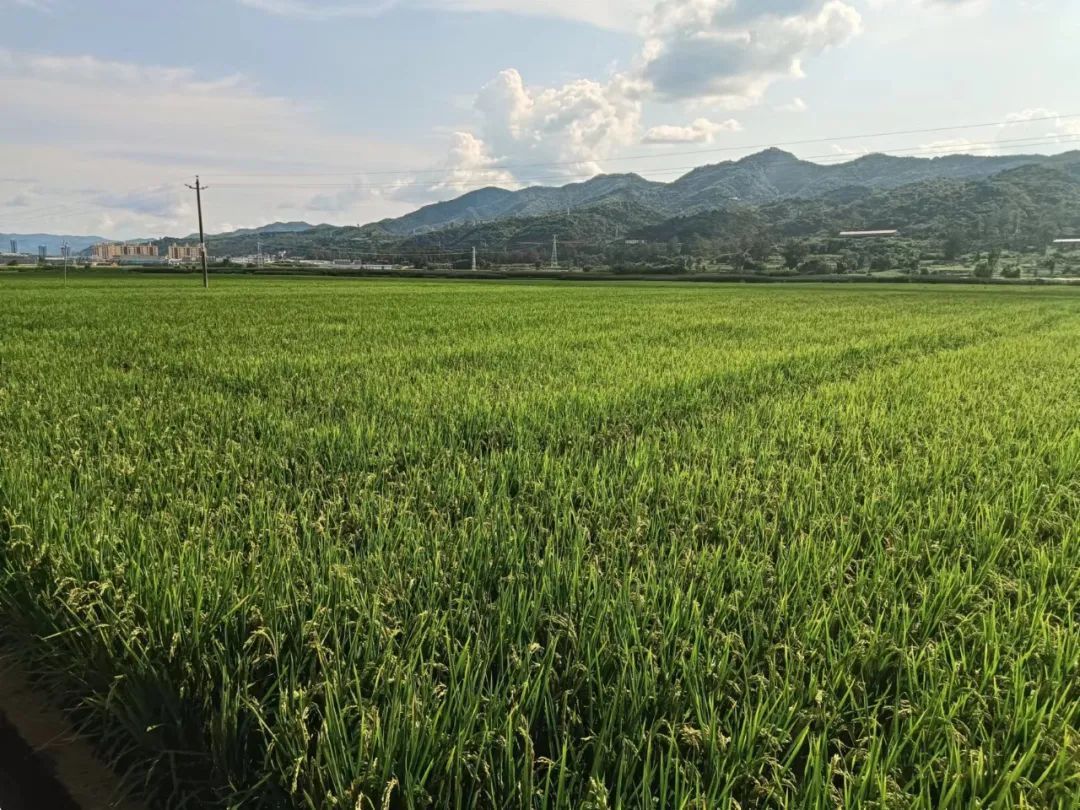 资料图 禄丰市勤丰镇水稻绿色高质高效示范样板