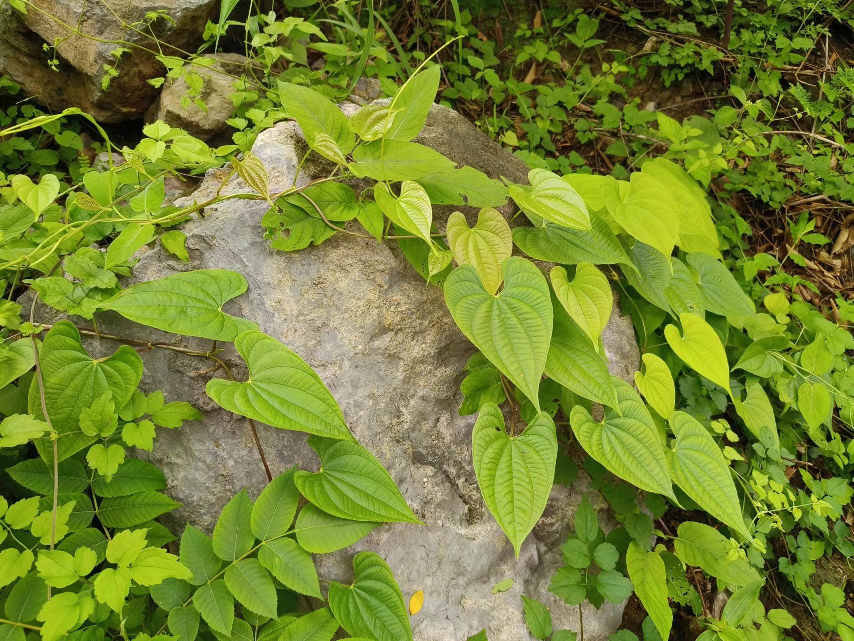 北京野山药分布图片