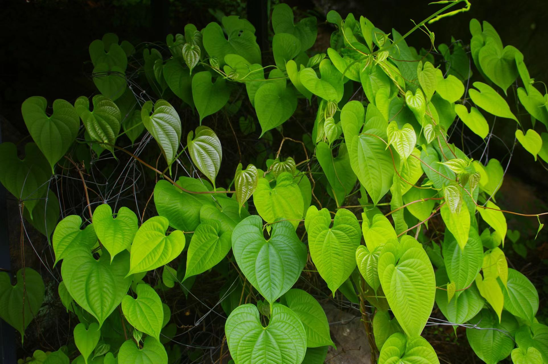 北京野山药分布图片