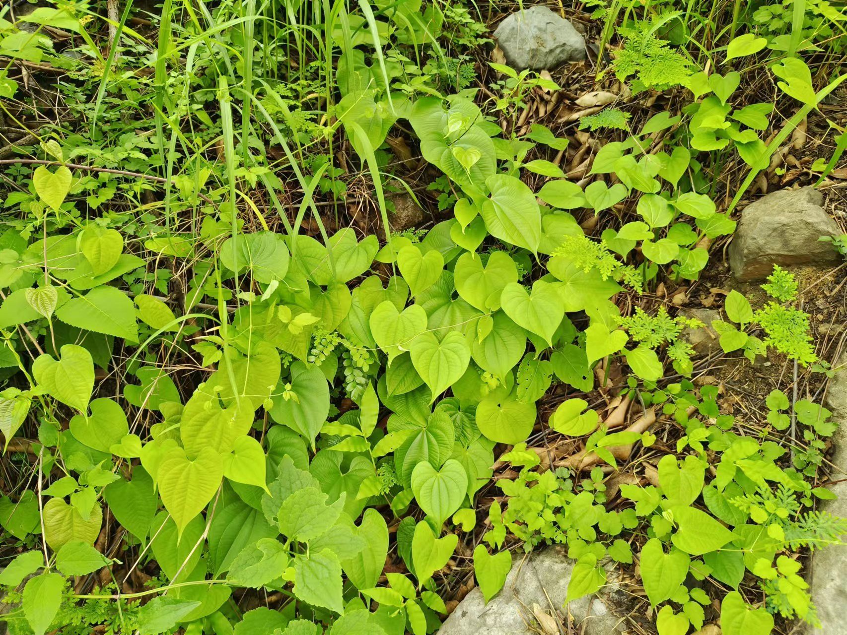 北京野山药分布图片