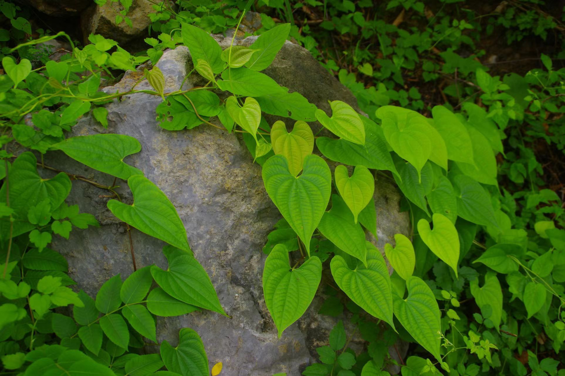 北京野山药分布图片