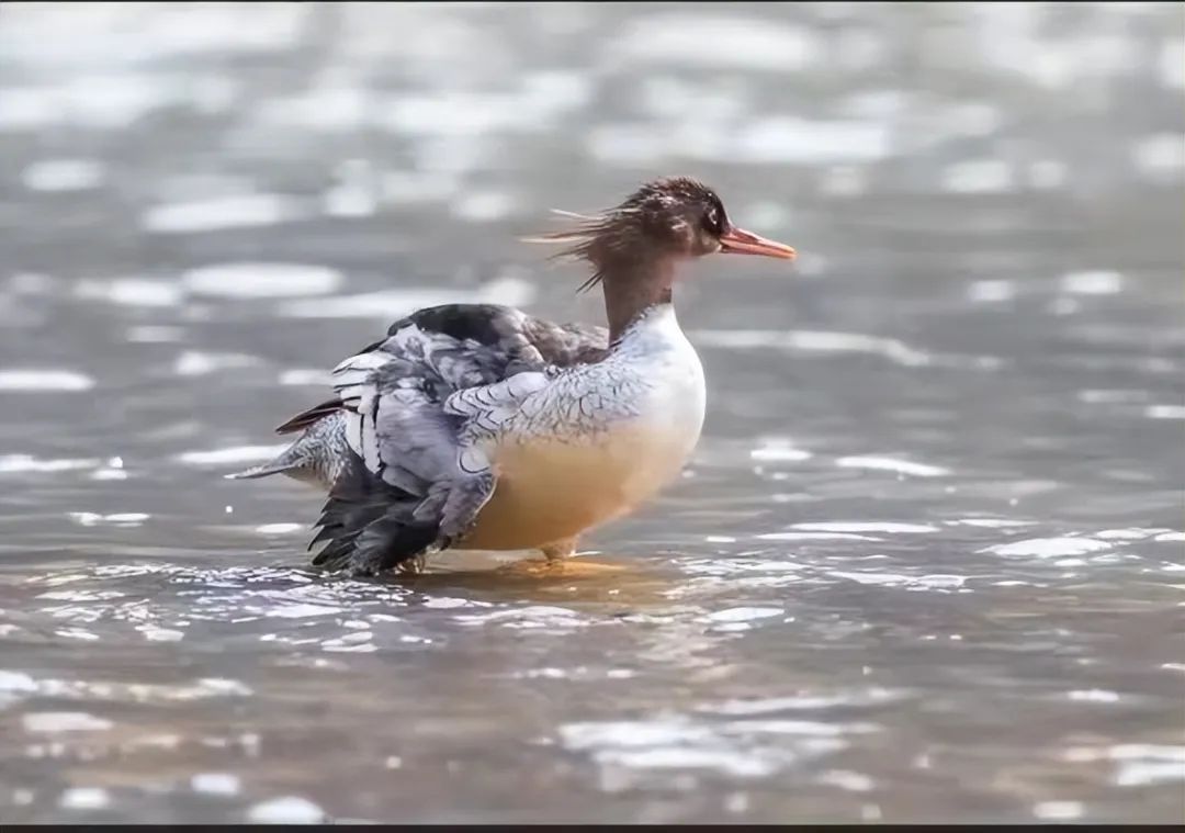 壁紙 動物 鳥 鳥類 1080_759