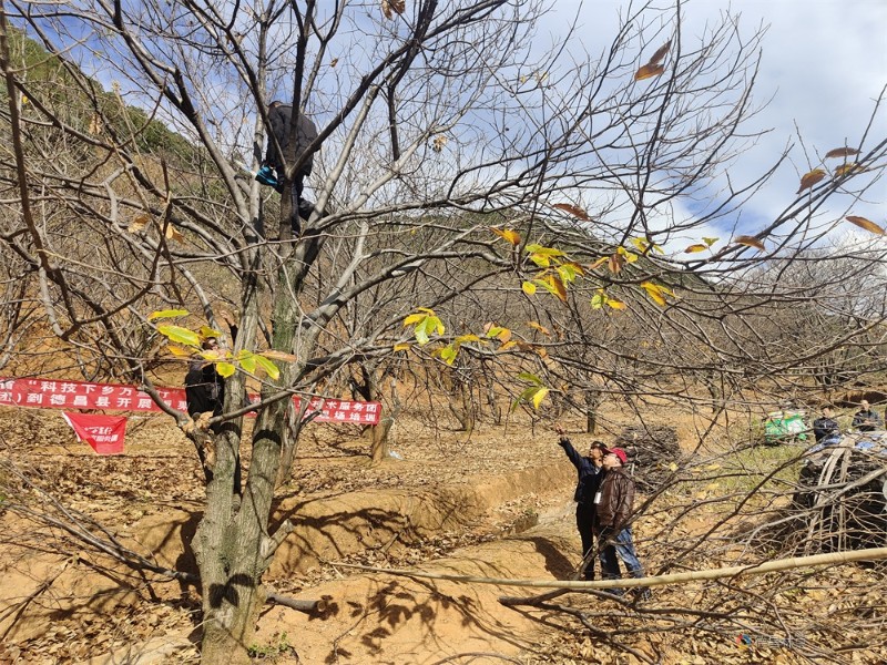 羅建勳教授赴我縣開展板栗簡化修剪技術培訓活動