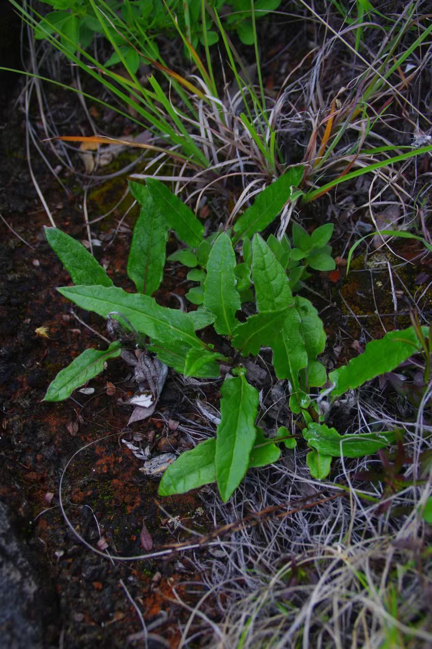 山野寻奇——火草