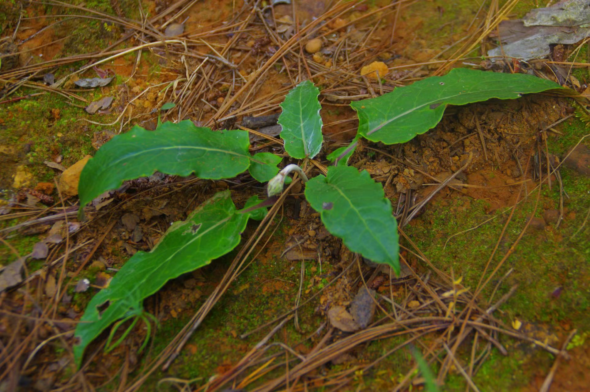 山野寻奇——火草