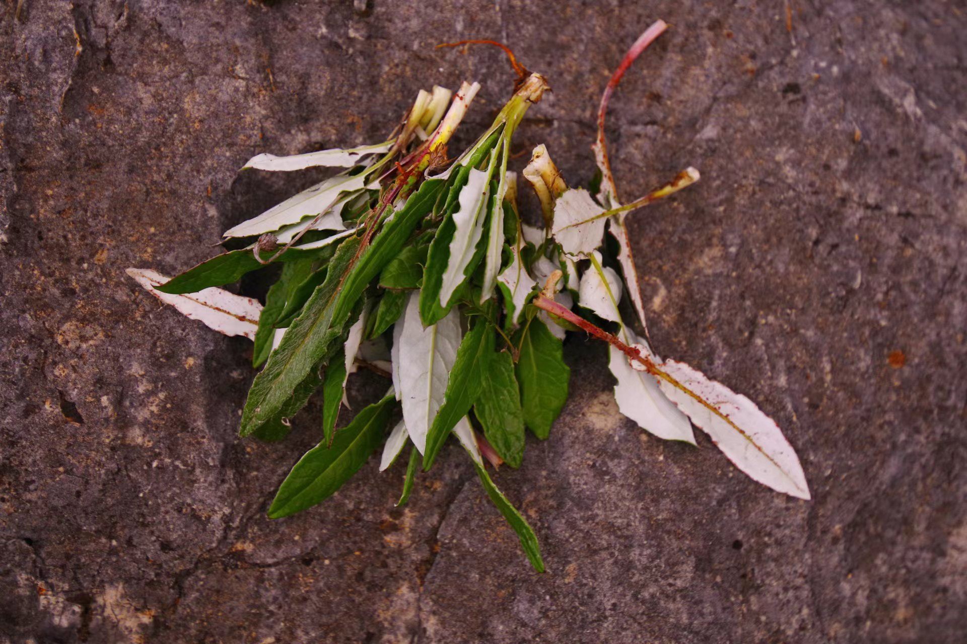 山野寻奇——火草