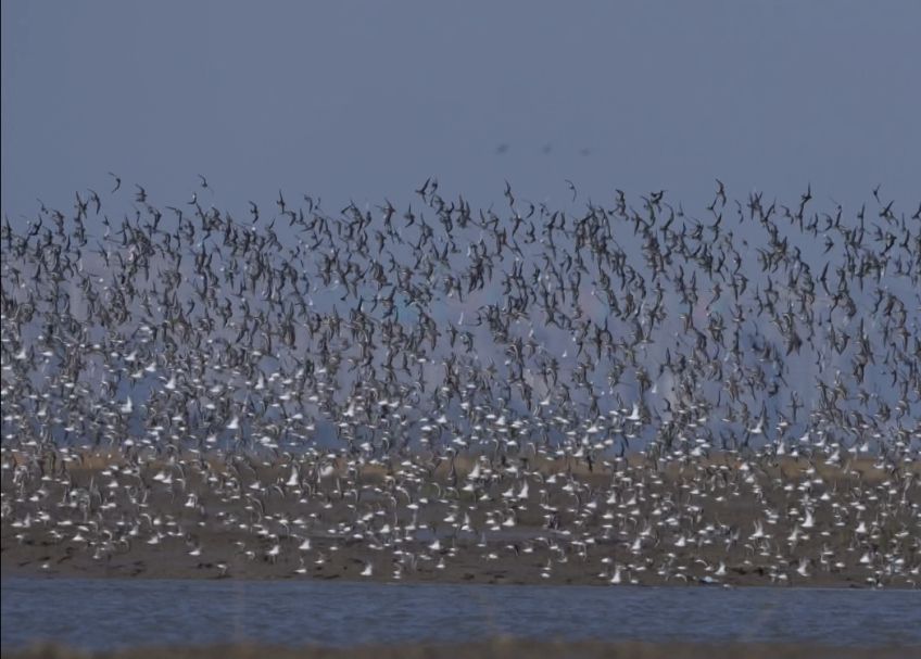 鳥浪來襲20000多隻候鳥現身泉州灣