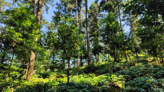 綠色大山變致富金山南平市創新森林生態銀行林下經濟模式助推鄉村振興