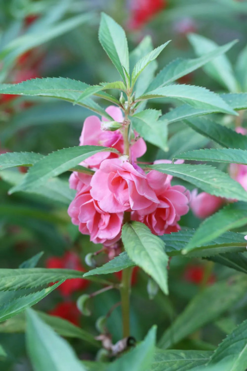 林業生態文化福建花文化鳳仙花