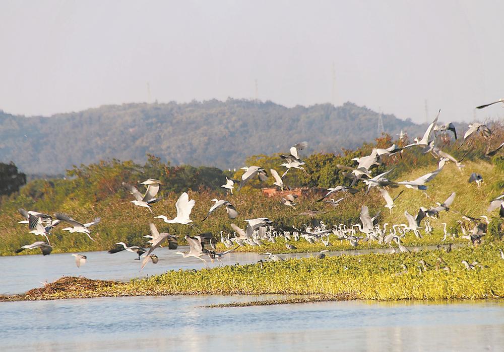 據介紹,雙東湖周圍草青樹綠,湖內外近千畝養殖場鹹淡水交匯,盛產魚蝦