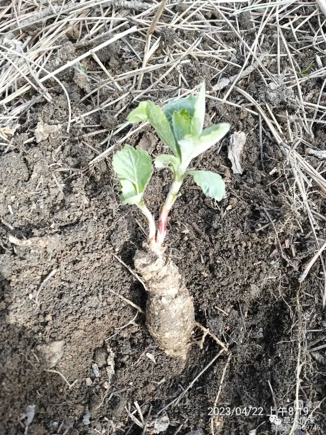 沙参植株图片图片