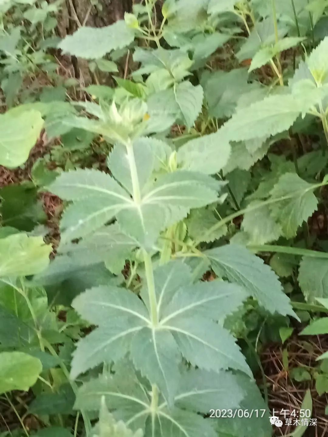 沙参植株图片图片