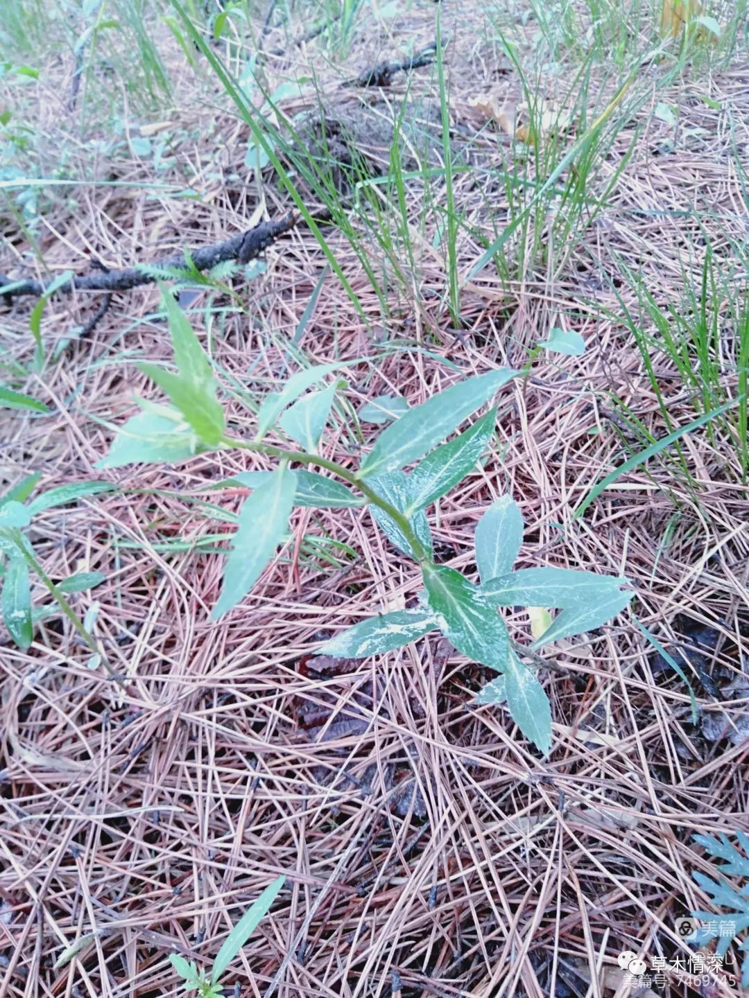 沙参植株图片图片