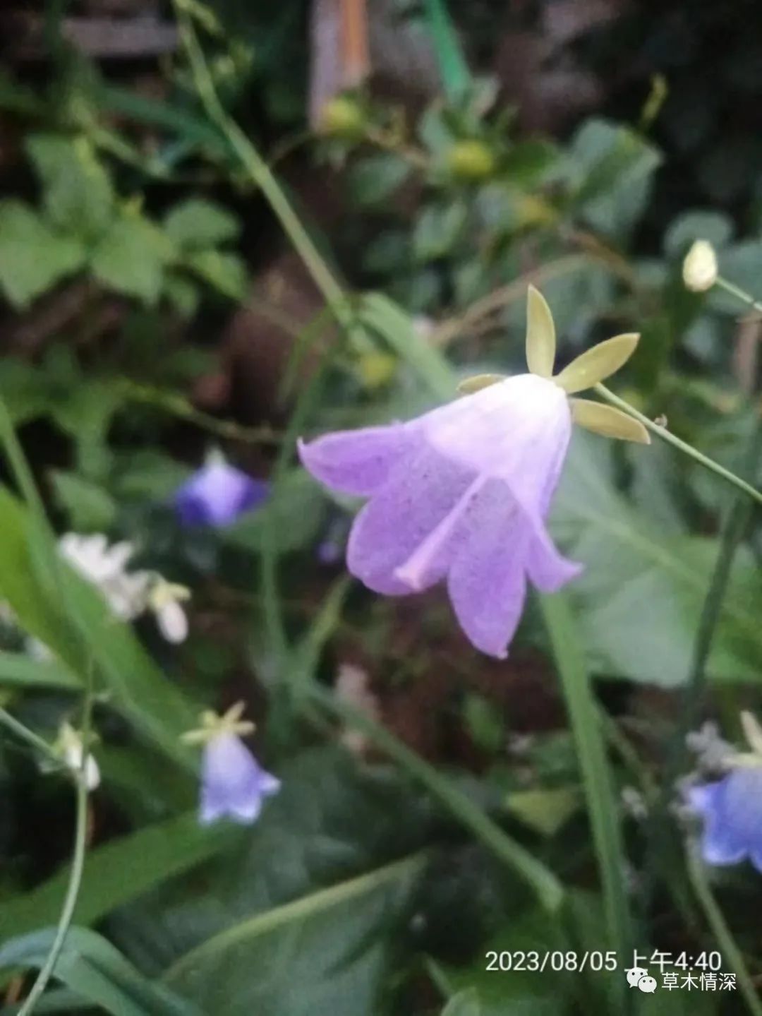 沙参花语图片