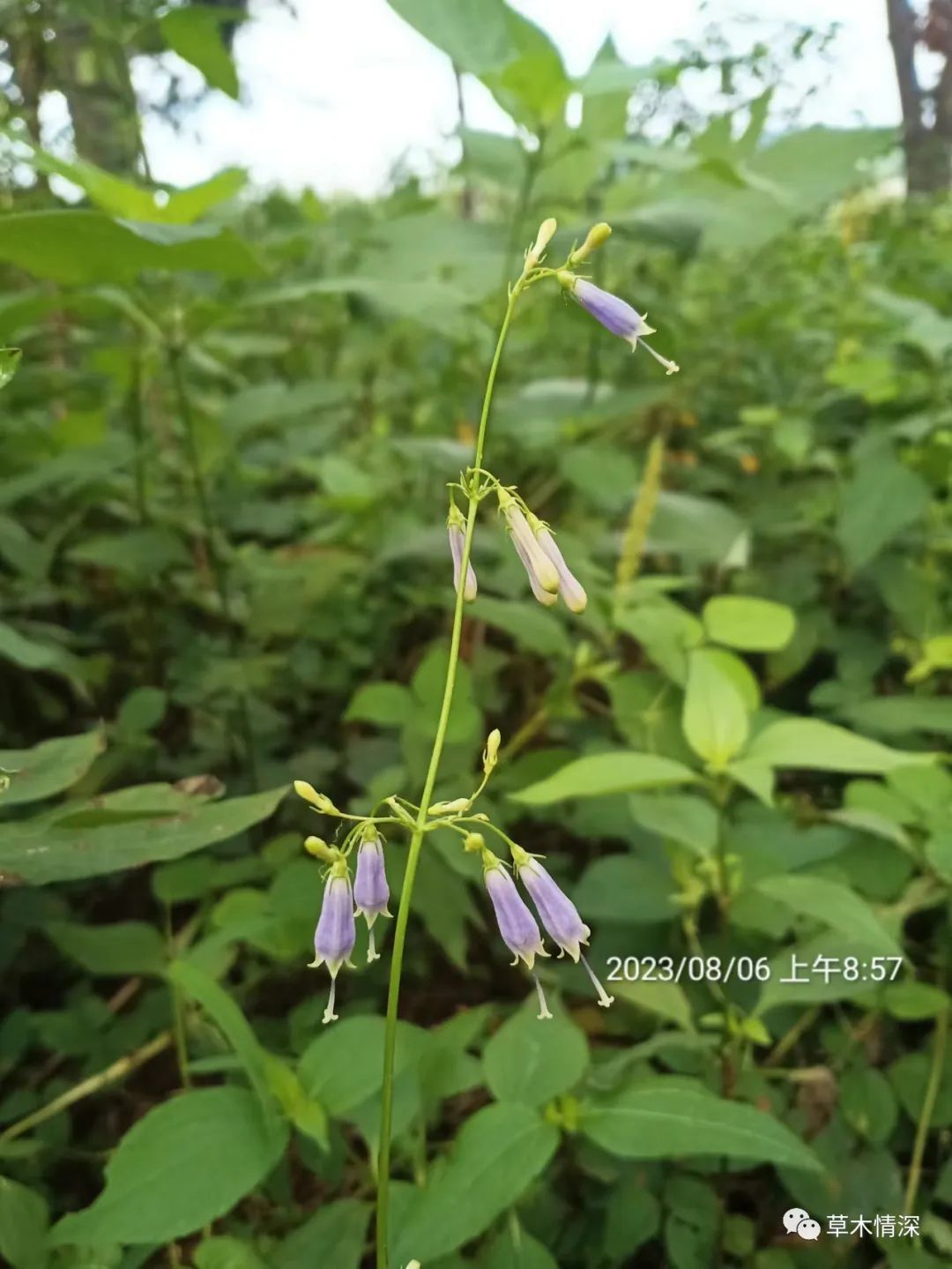 东北沙参除草剂图片